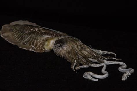 persona 3 devilfish|devil fish squid.